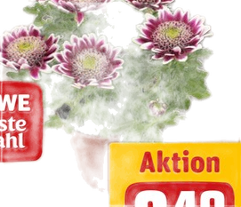 REWE Beste Wahl Chrysantheme »Elegant«